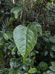 Alchornea latifolia