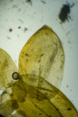 Scorpidium scorpioides