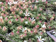 Pyxidanthera brevifolia