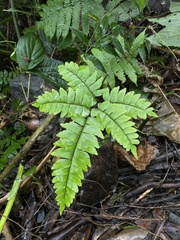 Adiantum latifolium