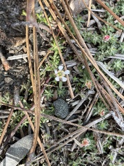 Pyxidanthera brevifolia