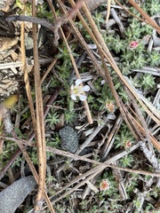 Pyxidanthera brevifolia