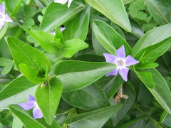 Vinca difformis