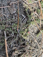 Pyxidanthera brevifolia