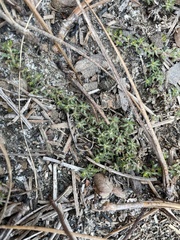 Pyxidanthera brevifolia