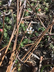 Pyxidanthera brevifolia