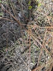 Pyxidanthera brevifolia