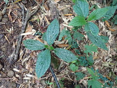 Paraphlomis javanica