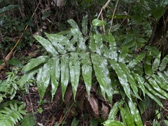 Meniscium reticulatum