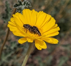 Acmaeodera cuneata