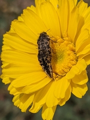 Acmaeodera cuneata