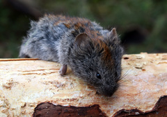 Craseomys rufocanus