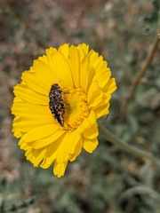 Acmaeodera cuneata