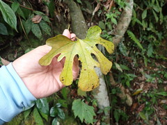 Aristolochia cucurbitifolia