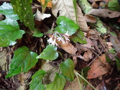 Ainsliaea macroclinidioides