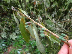 Litsea morrisonensis