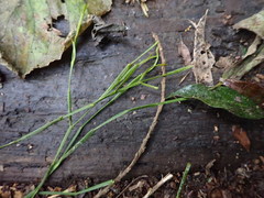 Viscum articulatum