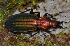 Carabus lineatus