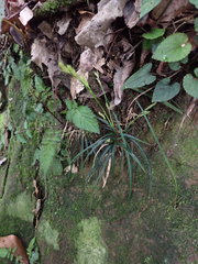 Carex sociata