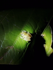 Diasporus diastema
