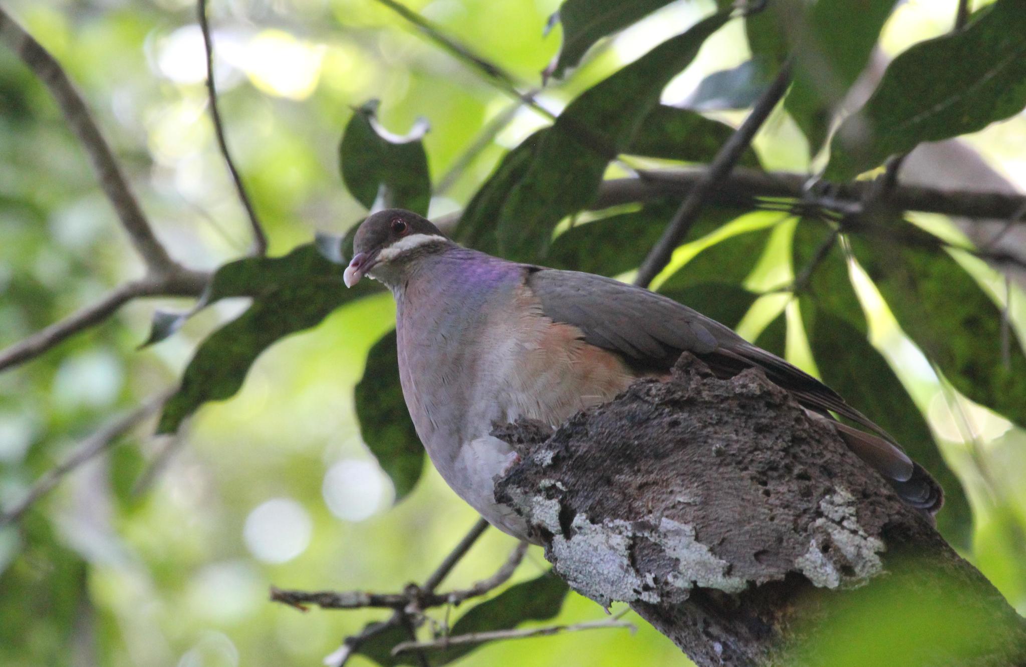 Bridled Quail-Dove illustration