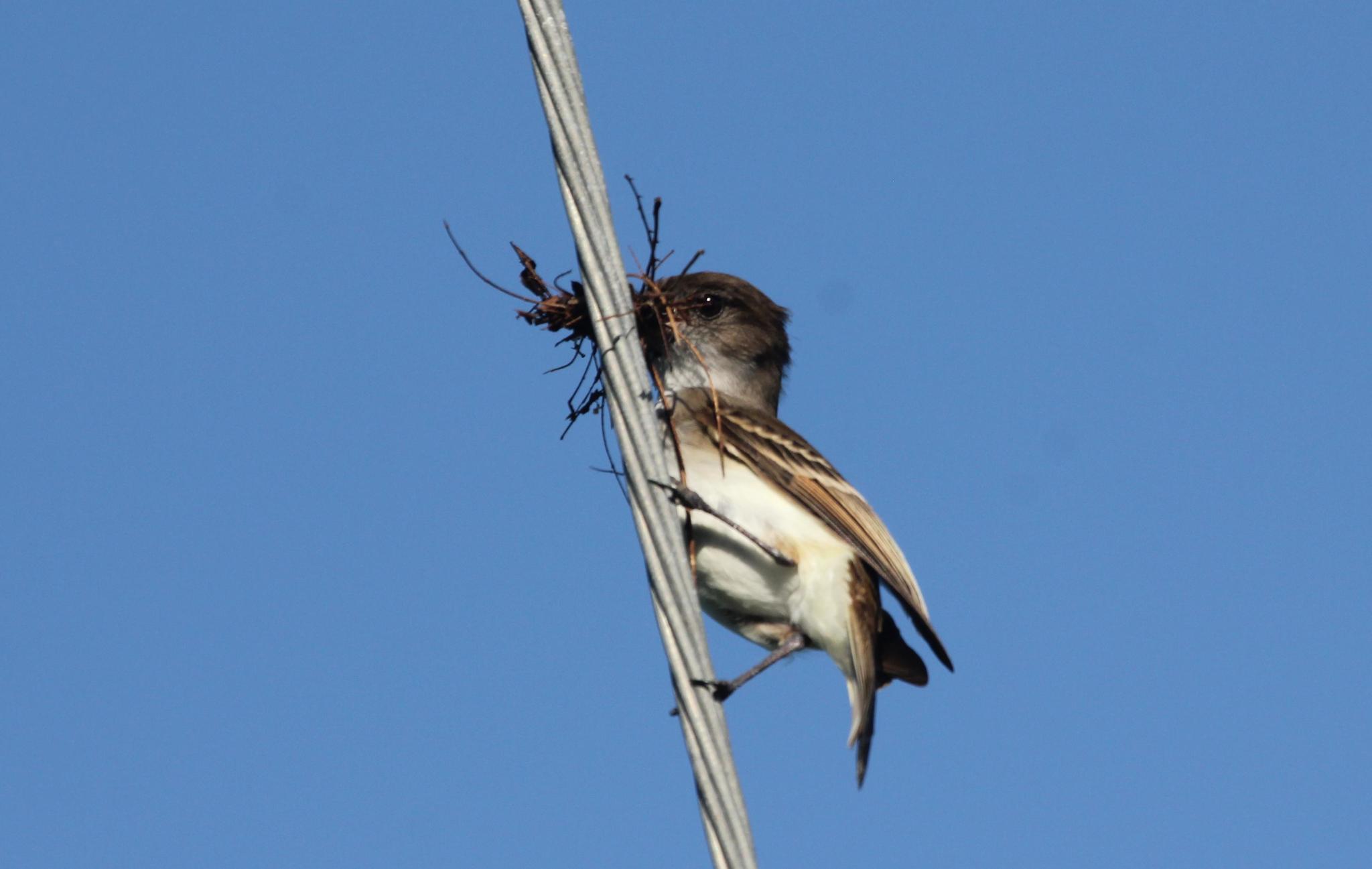 Puerto Rican Flycatcher illustration