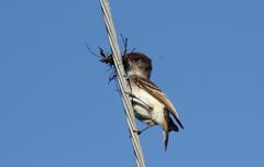 Myiarchus antillarum