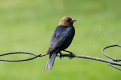 Molothrus ater