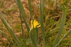 Narcissus minor asturiensis