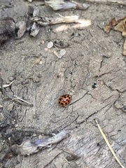 Harmonia axyridis