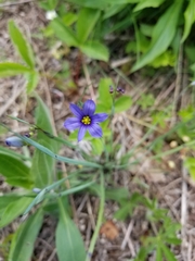 Sisyrinchium montanum