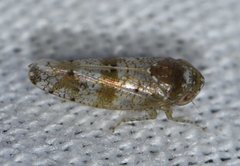 Pendarus auroalbus