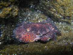 Eriphides hispida