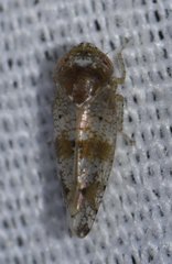 Pendarus auroalbus