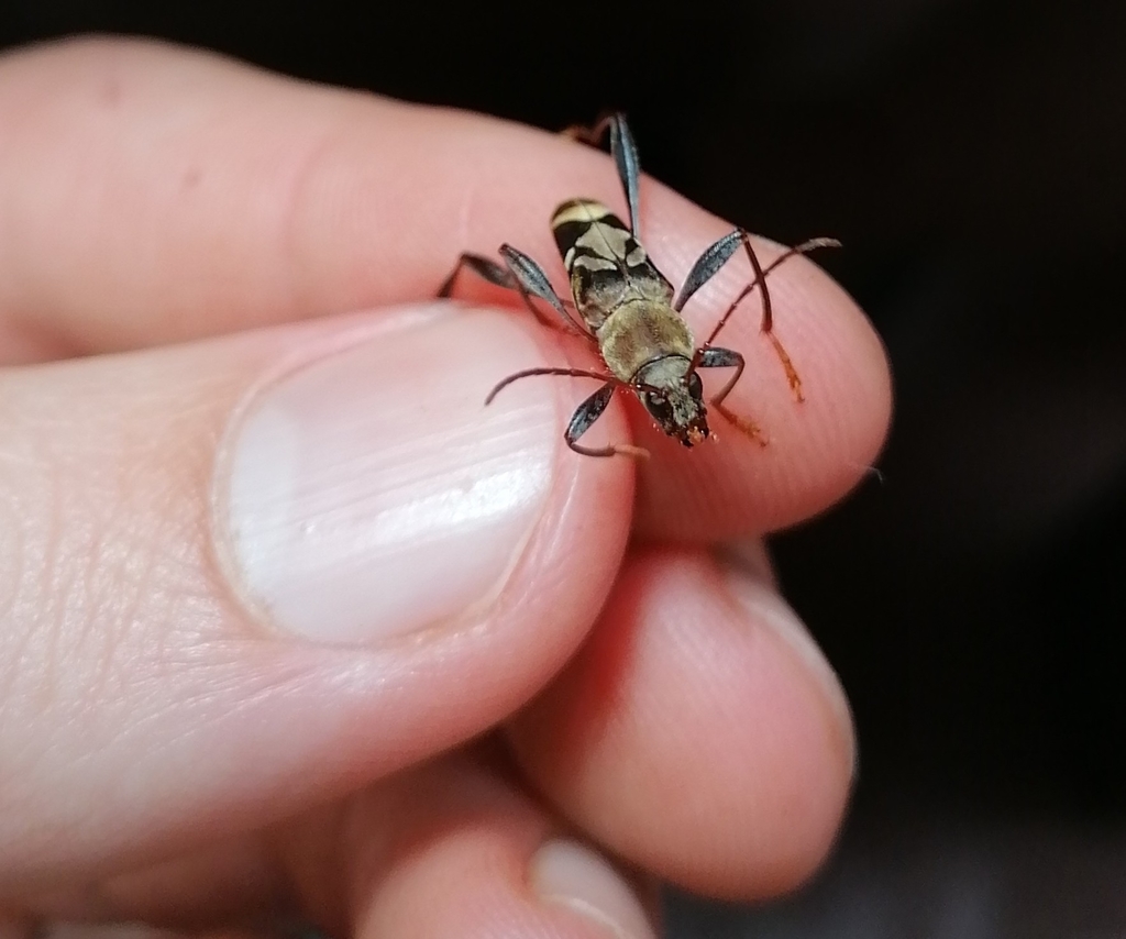 Neoclytus personatus