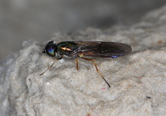 Sargus flavipes
