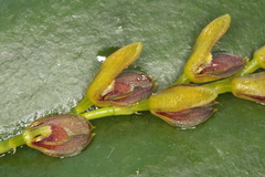 Acianthera macropoda