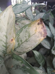 Aglaonema