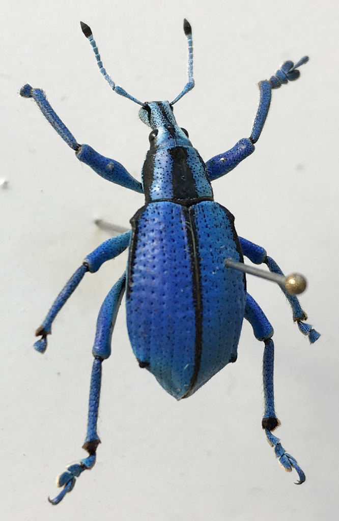 Eupholus loriae
