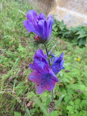 Echium plantagineum