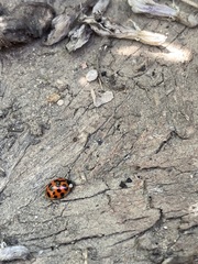 Harmonia axyridis