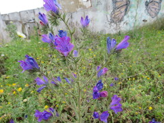 Echium plantagineum