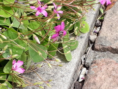 Megachilini