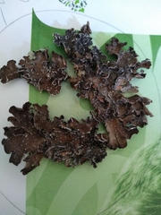 Pseudocyphellaria intricata
