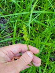 Carex stipata image