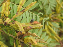 Rhyssomatus marginatus