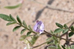 Astragalus nuttallianus trichocarpus