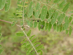 Eudiagogus episcopalis