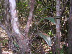 Acianthera macropoda