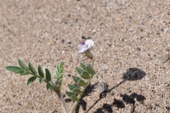 Astragalus nuttallianus trichocarpus